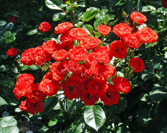 Zenaitta photo 2013_06230030_zps74691693.jpg